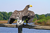 White-tailed eagle (Photo: Dragan Bosnić)